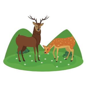 Spot Wildlife