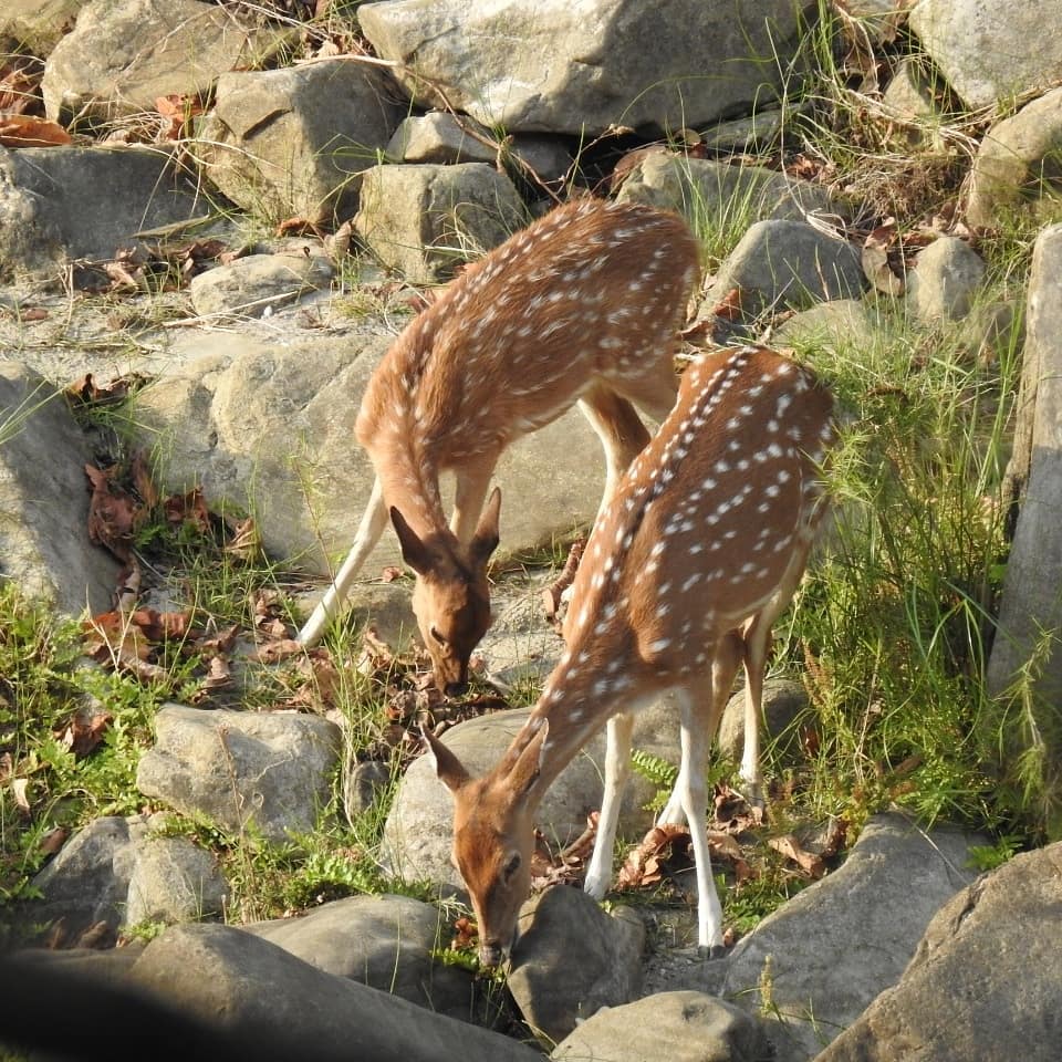 mud-house-jim-corbett