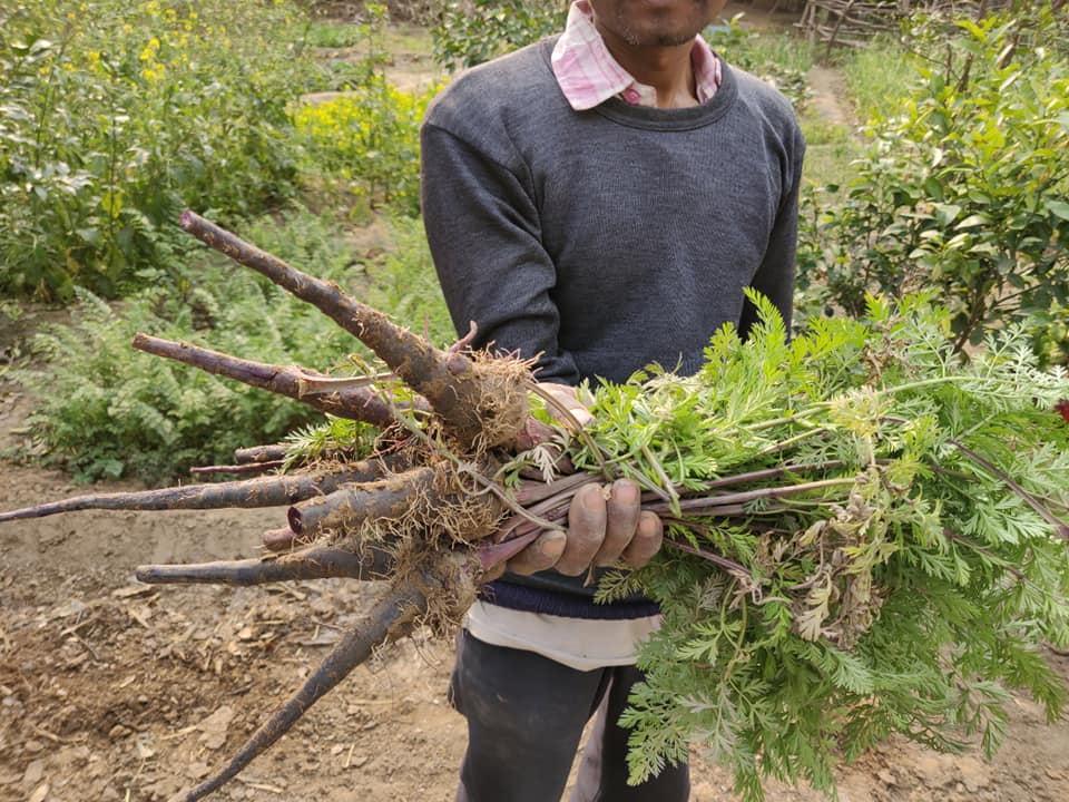 organic-farm-stay-delhi-4