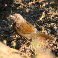 imGuided birdingage