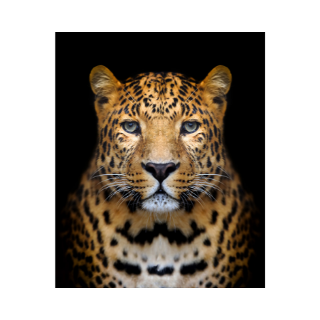 imLeopard safariage