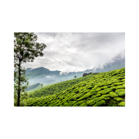 Walk through the Tea garden